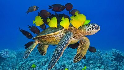 St John Tours And Taxi